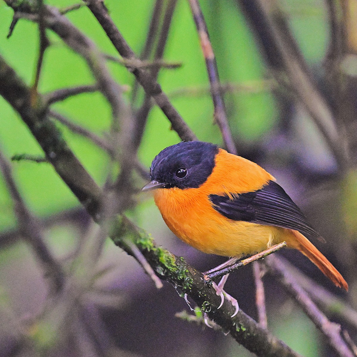 Black-and-orange Flycatcher - ML638528421