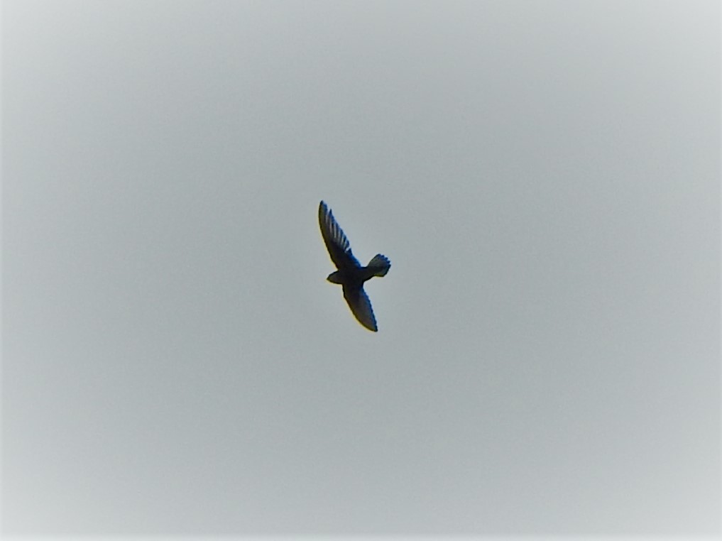 Little Swift - ML638528422