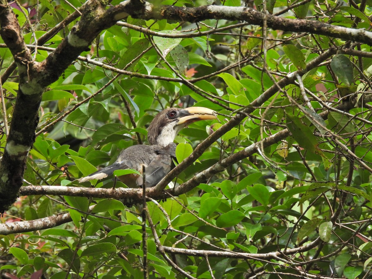 Sri Lanka Gray Hornbill - ML638528435
