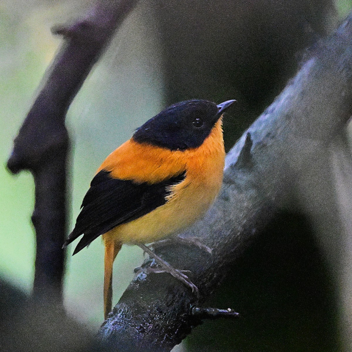 Black-and-orange Flycatcher - ML638528442