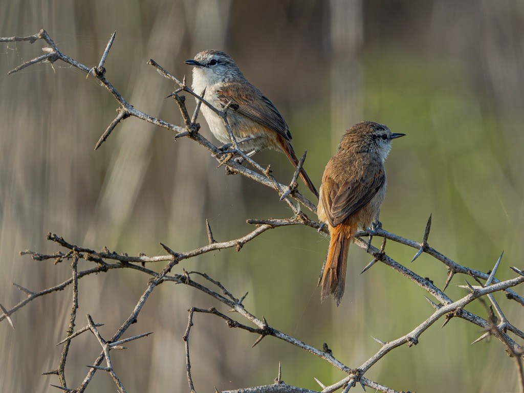 Necklaced Spinetail (La Libertad) - ML638528444