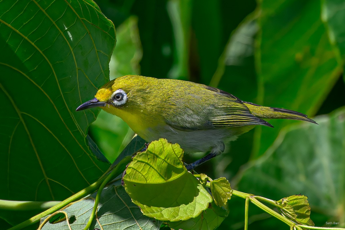 Lowland White-eye - ML638528460