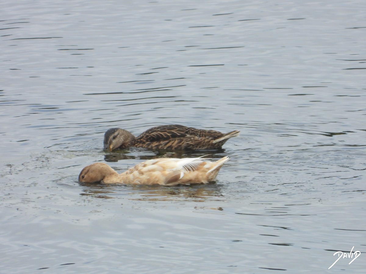 anatidé sp. (canard barboteur sp.) - ML638528470