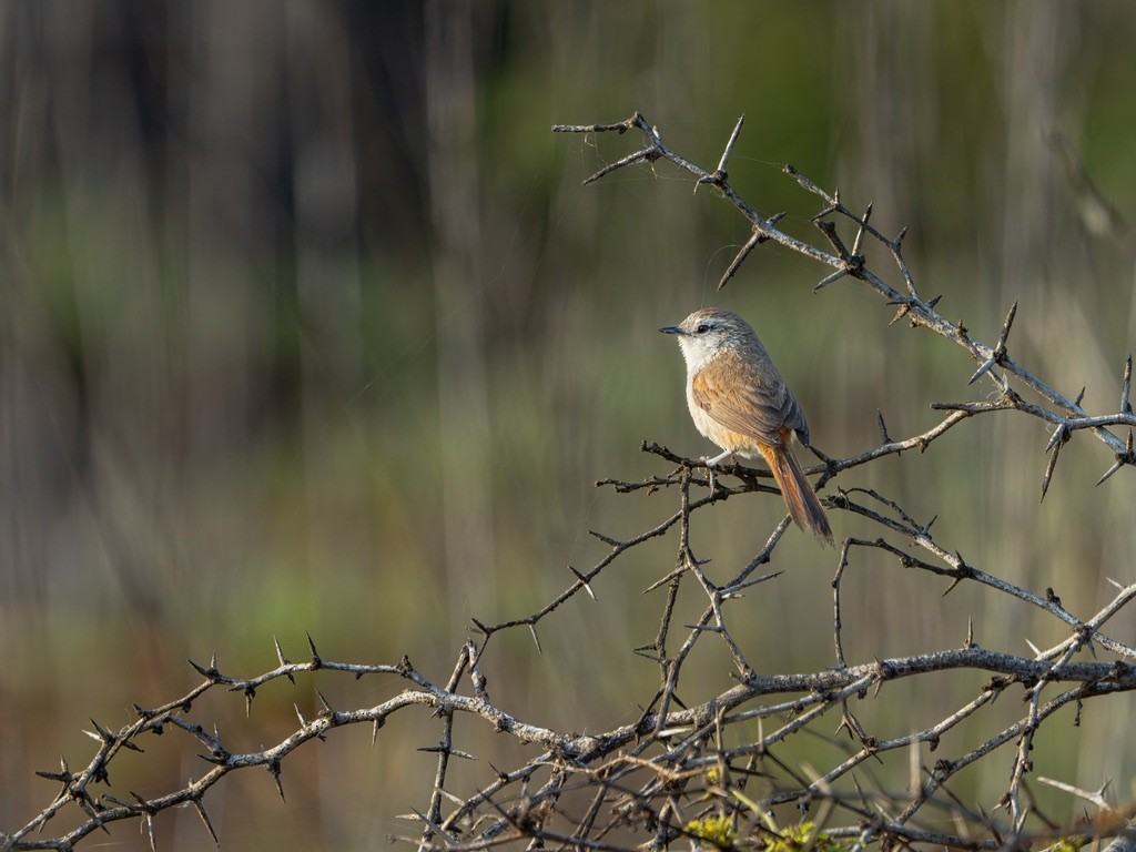 Necklaced Spinetail (La Libertad) - ML638528484