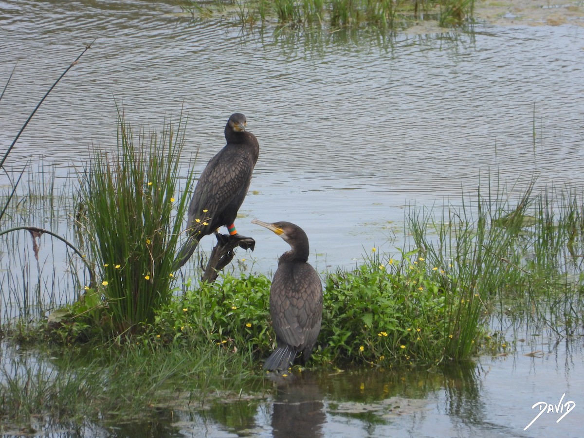 カワウ - ML638528487