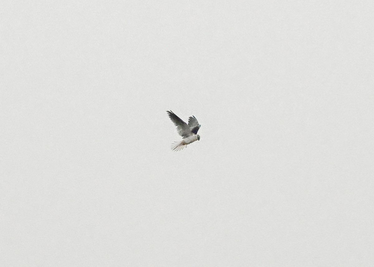 White-tailed Kite - ML638528488