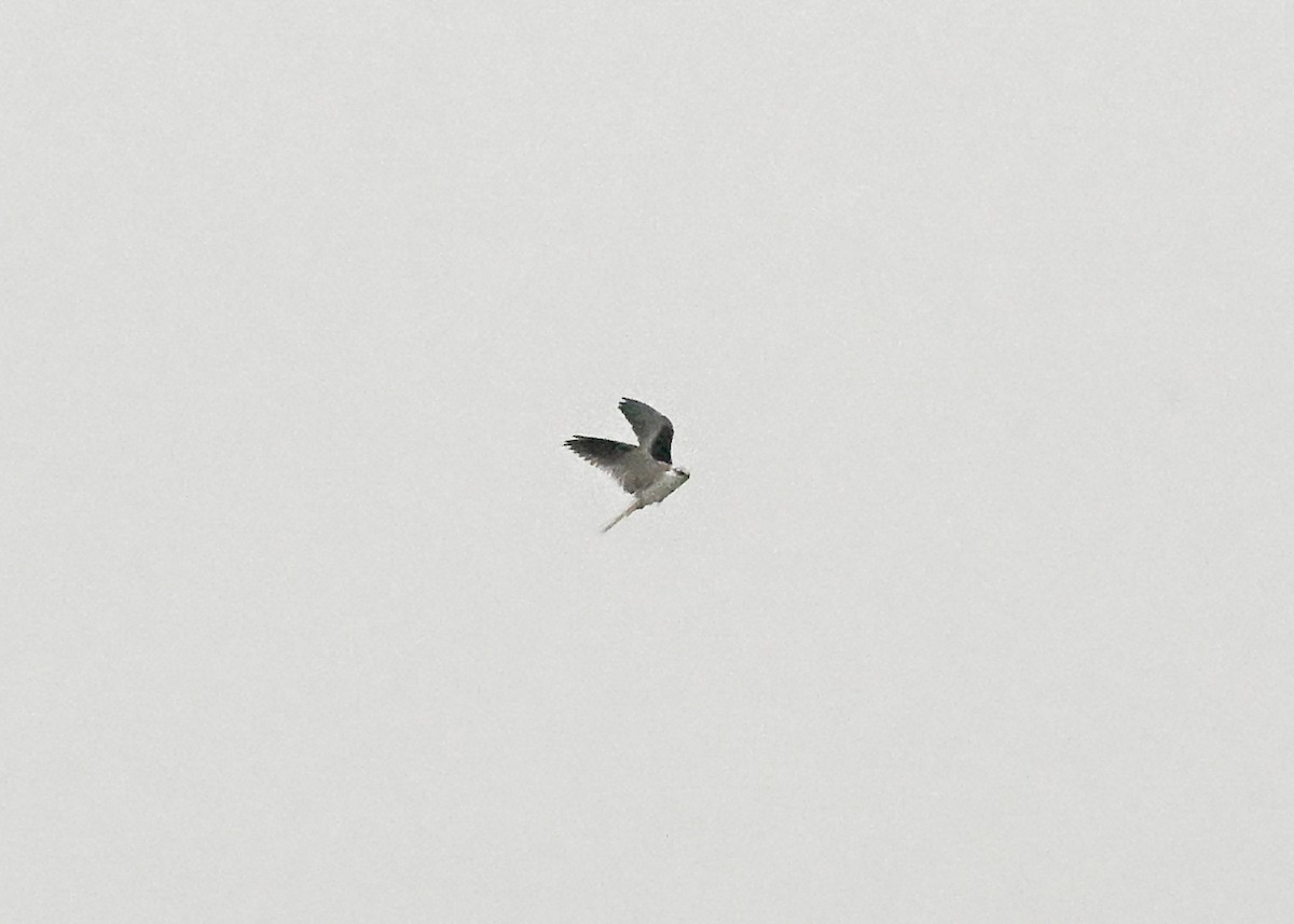 White-tailed Kite - ML638528489
