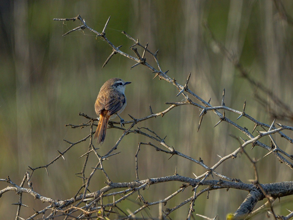 Necklaced Spinetail (La Libertad) - ML638528495