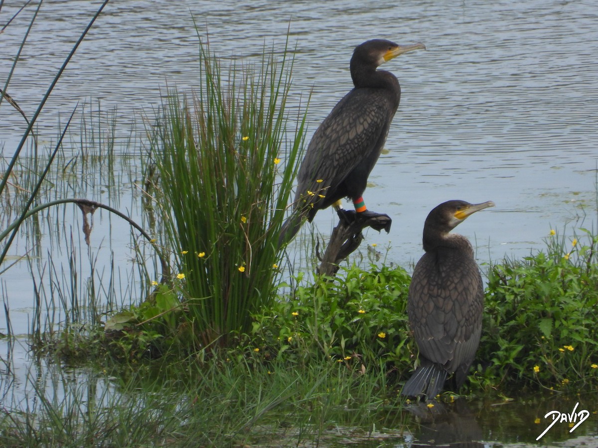カワウ - ML638528498