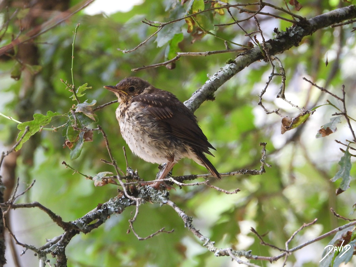 Song Thrush - ML638528536