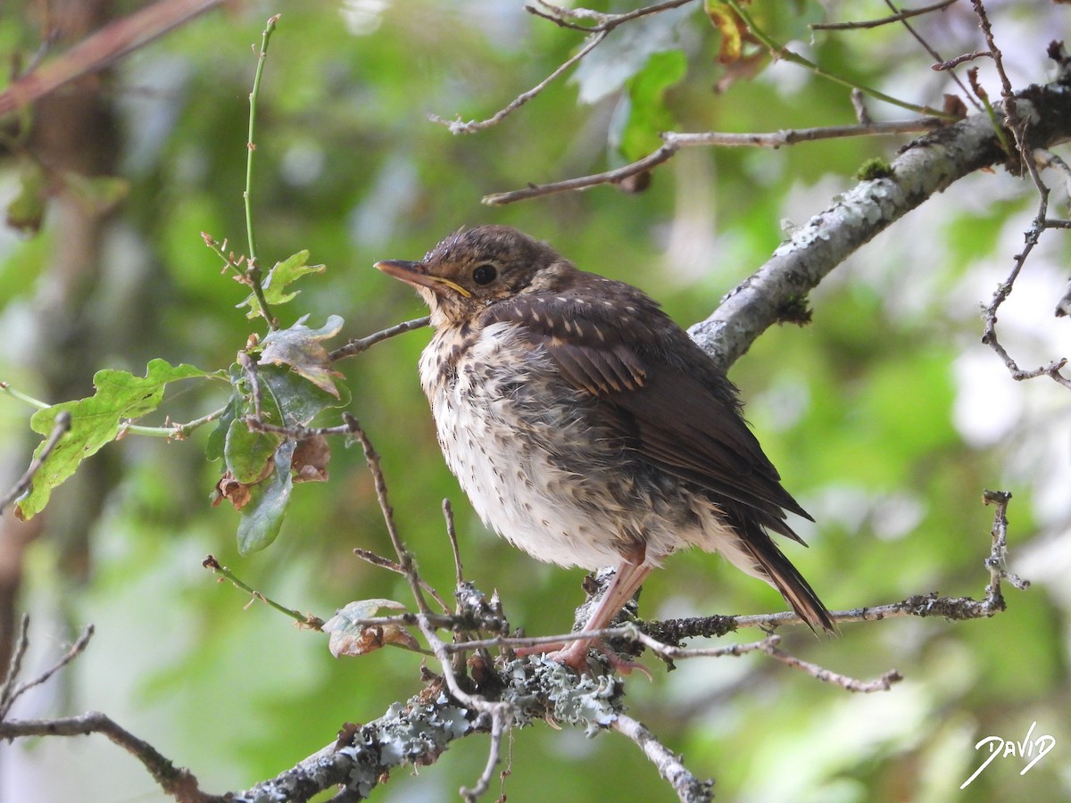 Song Thrush - ML638528537