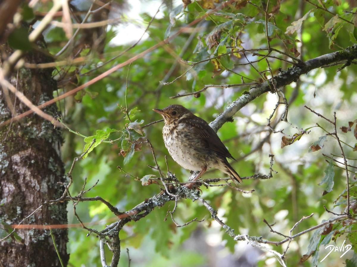 Song Thrush - ML638528538