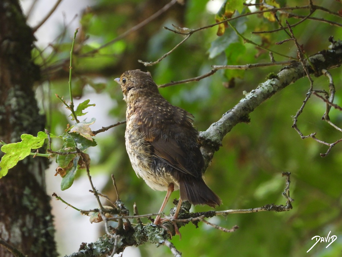 Song Thrush - ML638528540