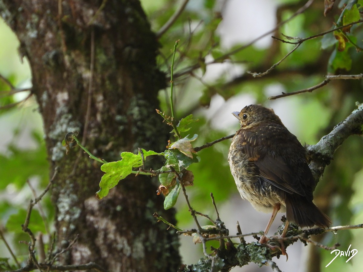 Song Thrush - ML638528541