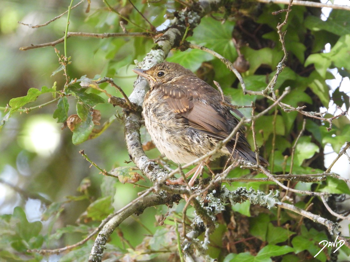 Song Thrush - ML638528542