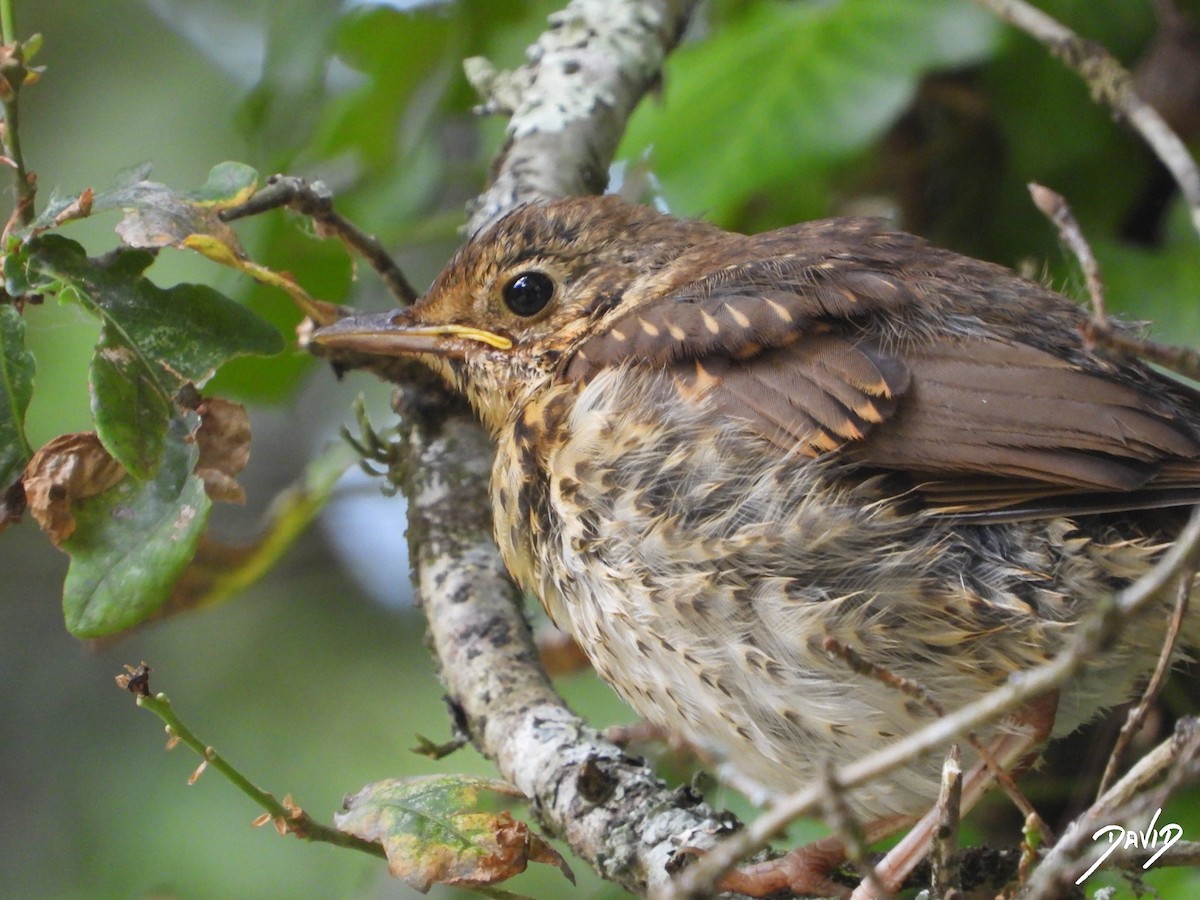 Song Thrush - ML638528545