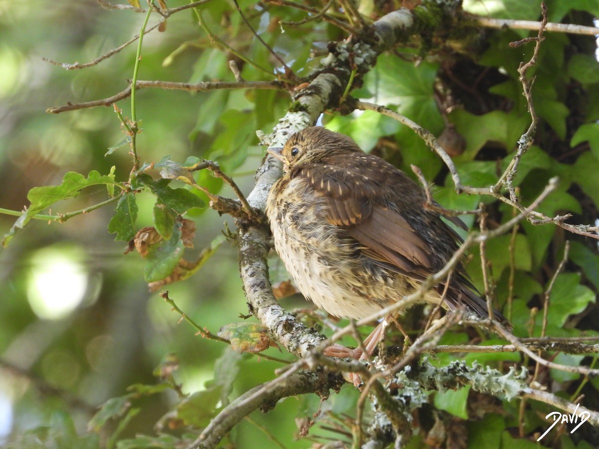 Song Thrush - ML638528546