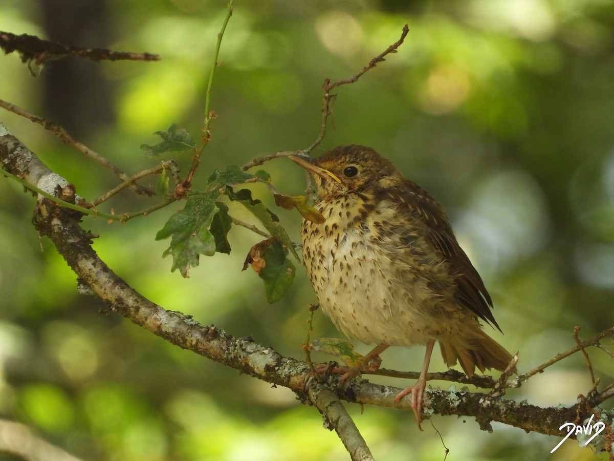 Song Thrush - ML638528550