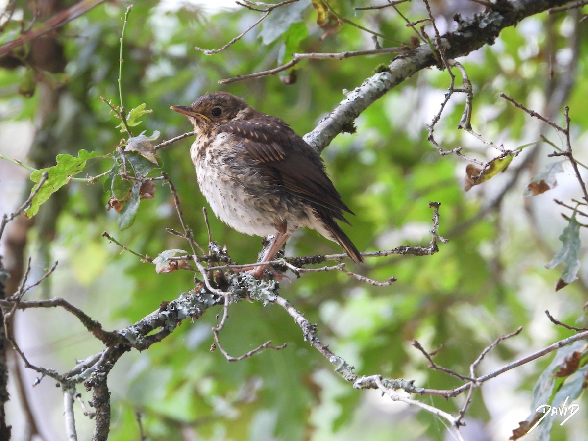 Song Thrush - ML638528551