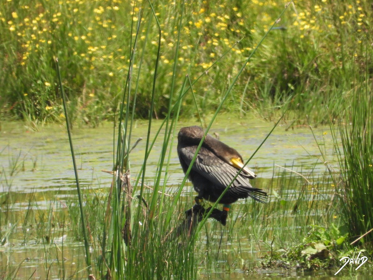 カワウ - ML638528563