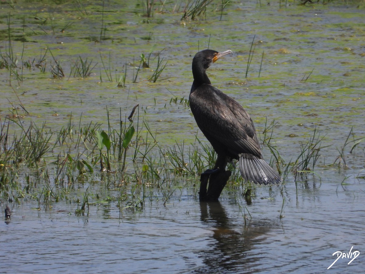 カワウ - ML638528566