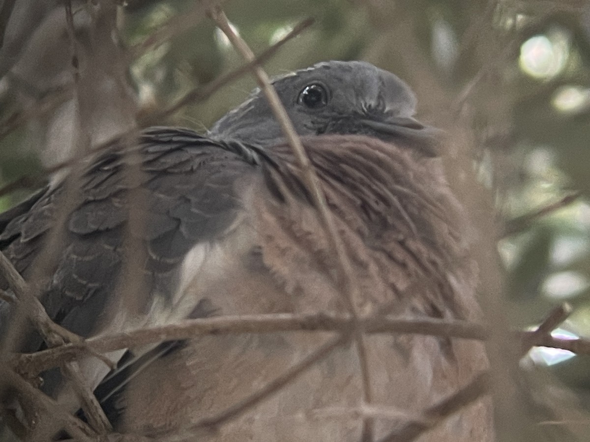 Common Wood-Pigeon - ML638528572