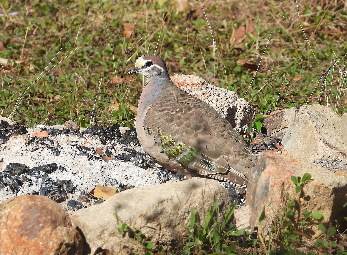 Common Bronzewing - ML638528578