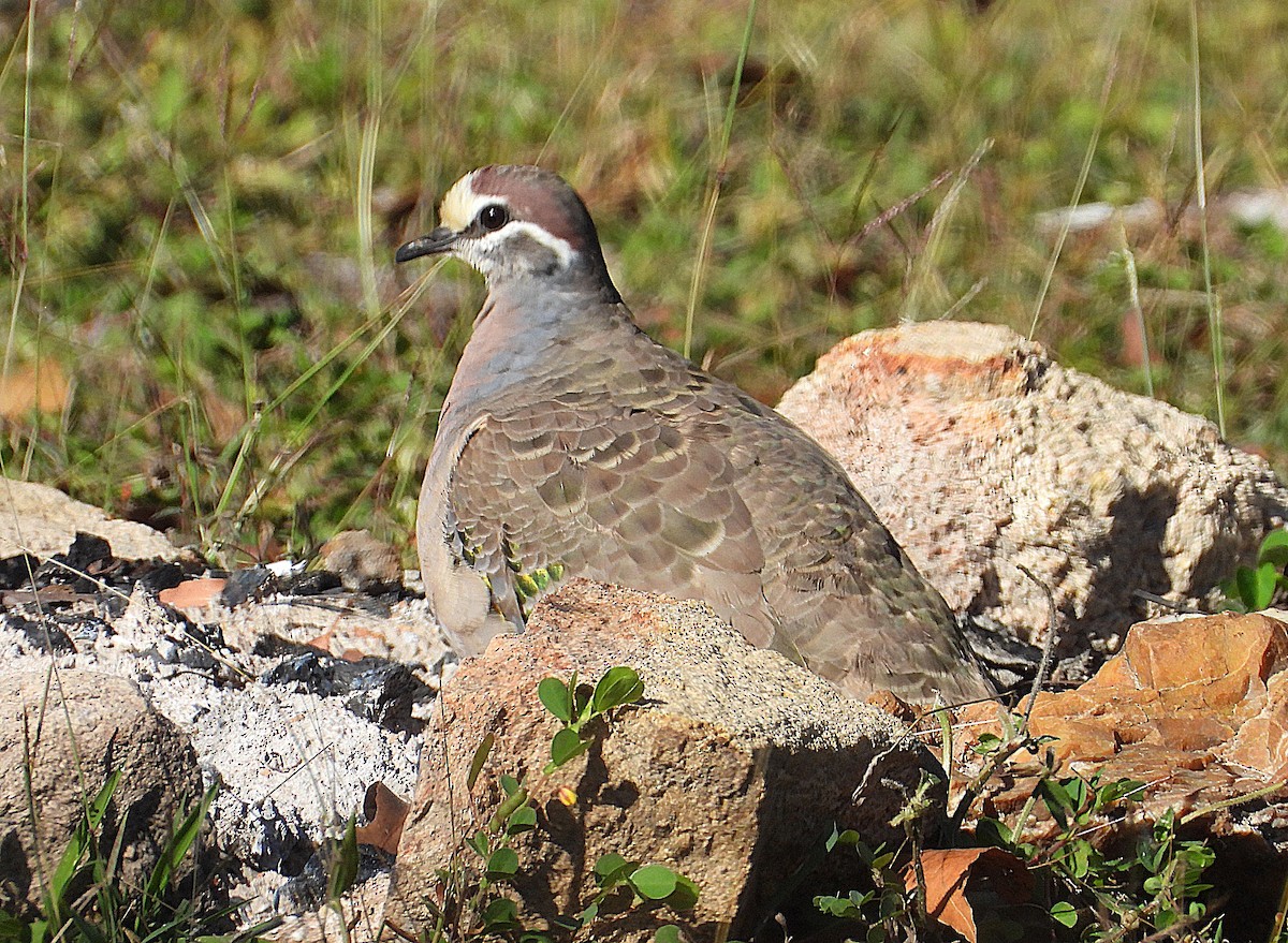 Common Bronzewing - ML638528582