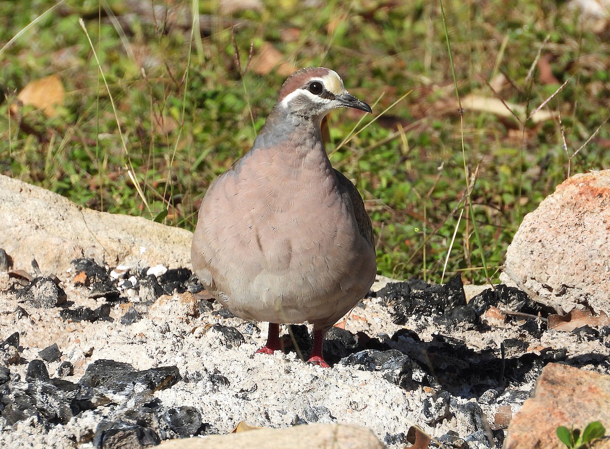 Common Bronzewing - ML638528587