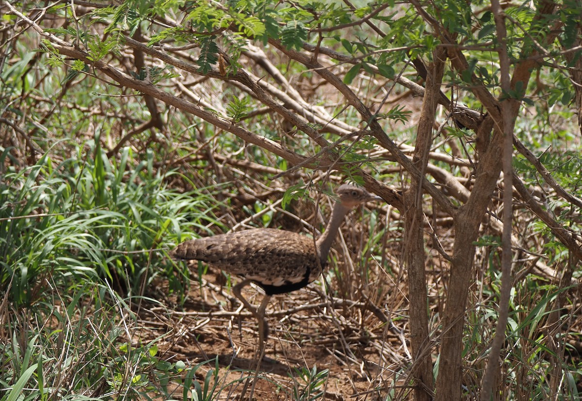 Red-crested Bustard - ML638528607