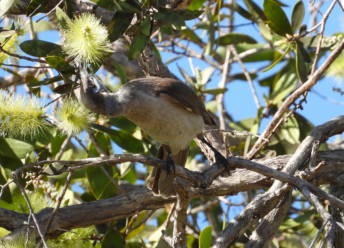 Little Friarbird - ML638528630