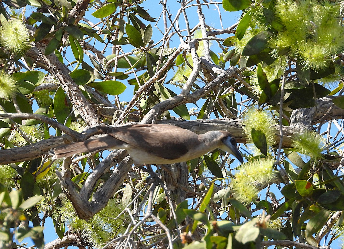 Little Friarbird - ML638528632
