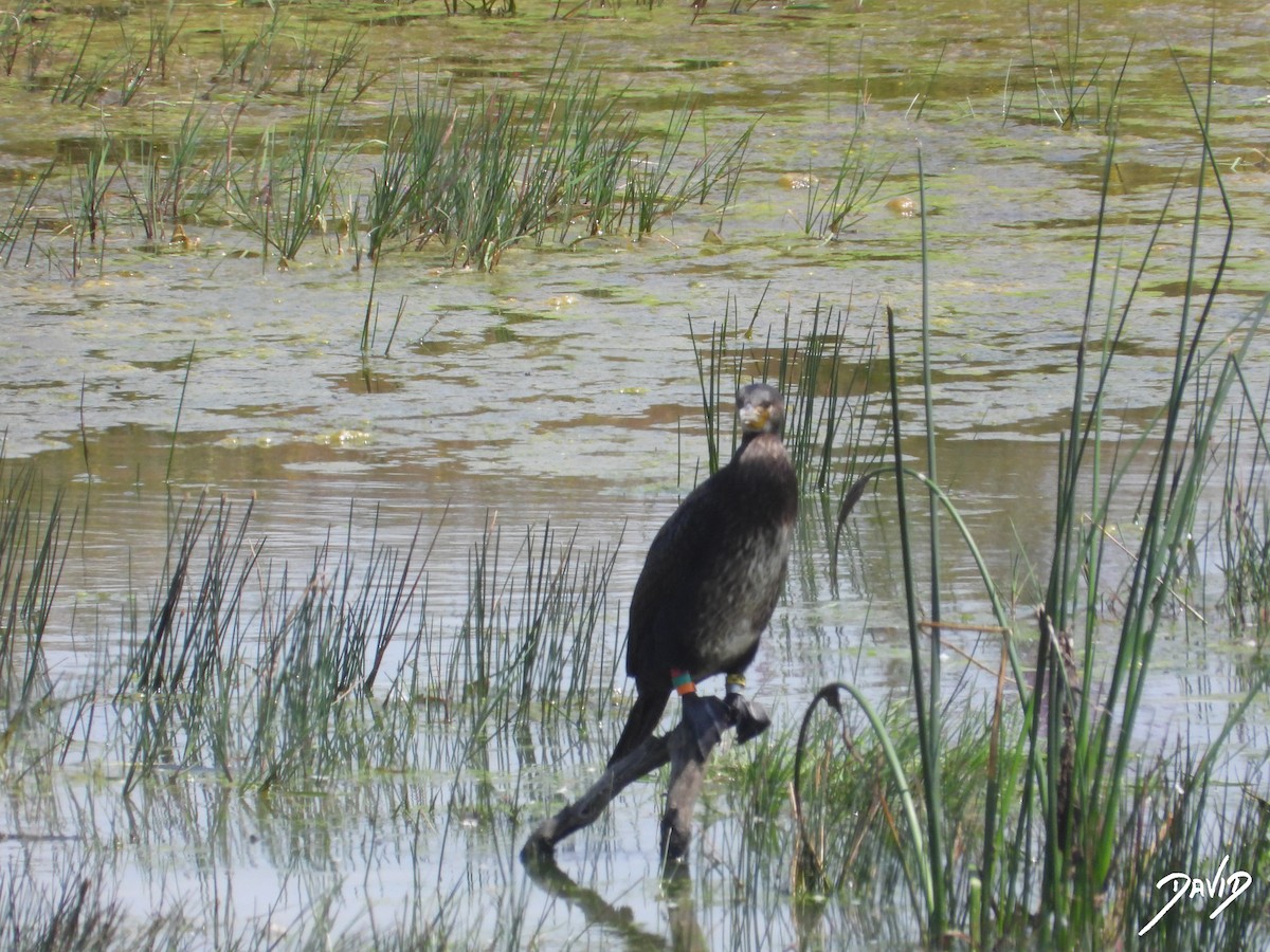カワウ - ML638528636