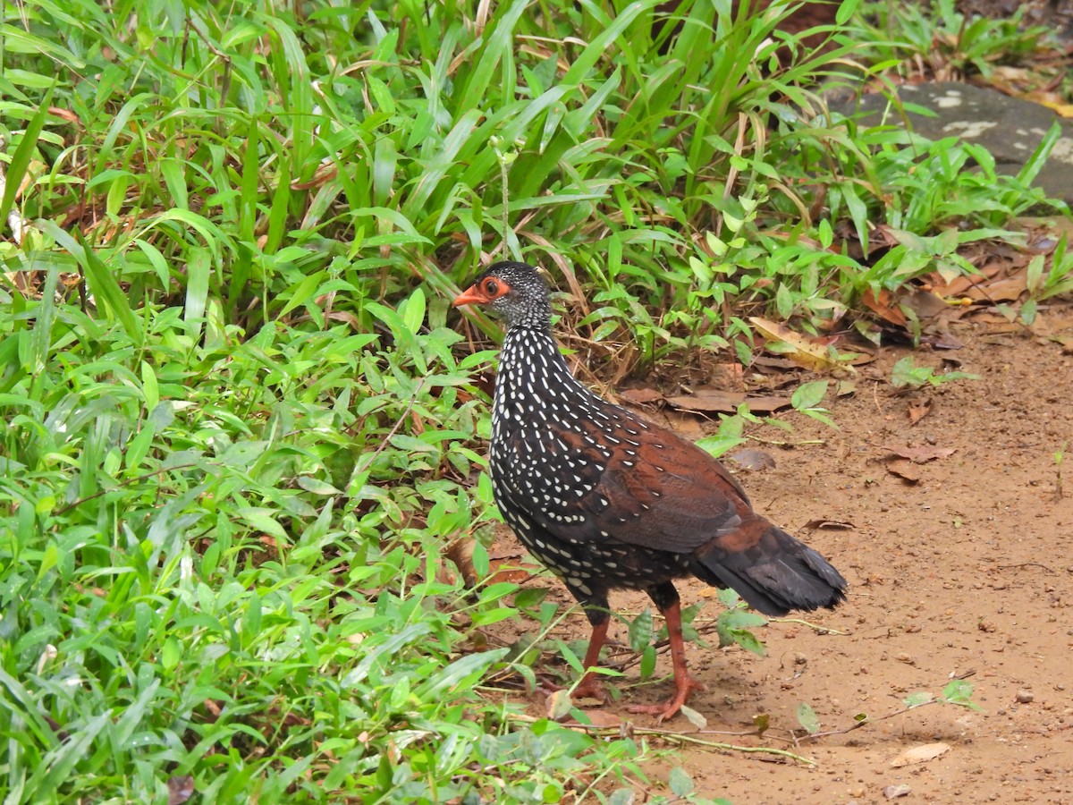 Sri Lanka Spurfowl - ML638528643