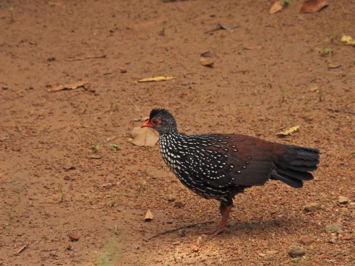 Sri Lanka Spurfowl - ML638528644