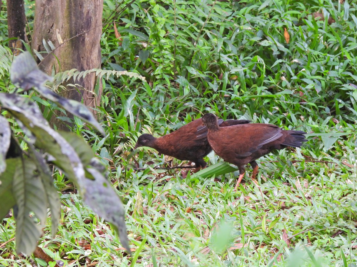 Sri Lanka Spurfowl - ML638528645