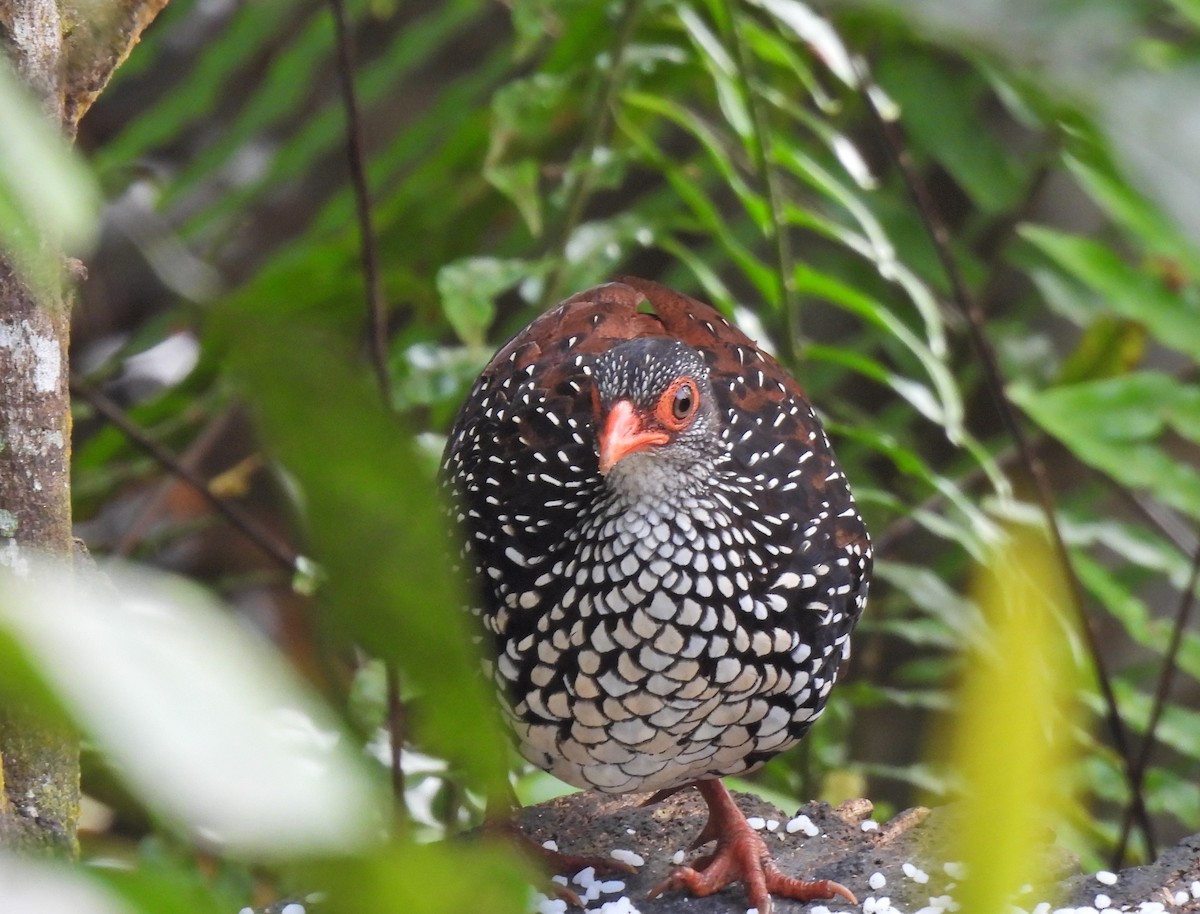 Sri Lanka Spurfowl - ML638528658