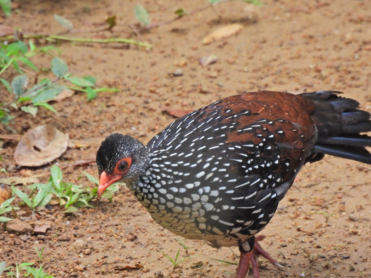 Sri Lanka Spurfowl - ML638528679