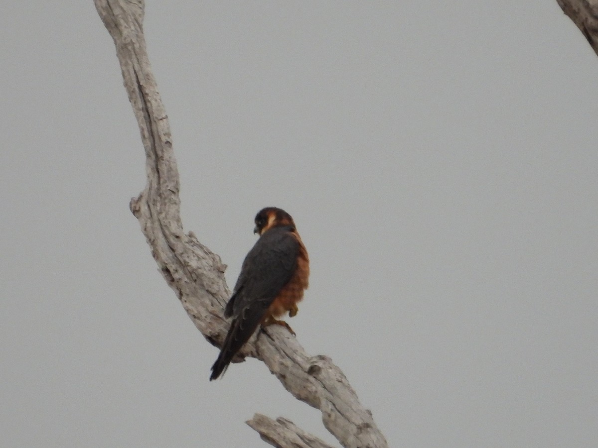 Australian Hobby - ML638528686