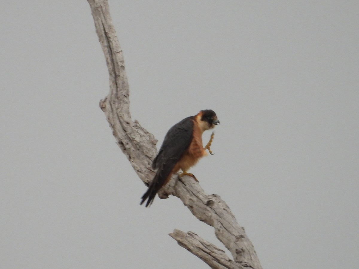 Australian Hobby - ML638528687