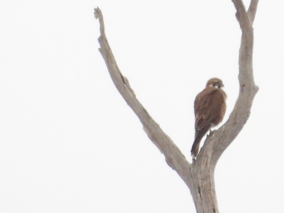 Brown Falcon - ML638528695