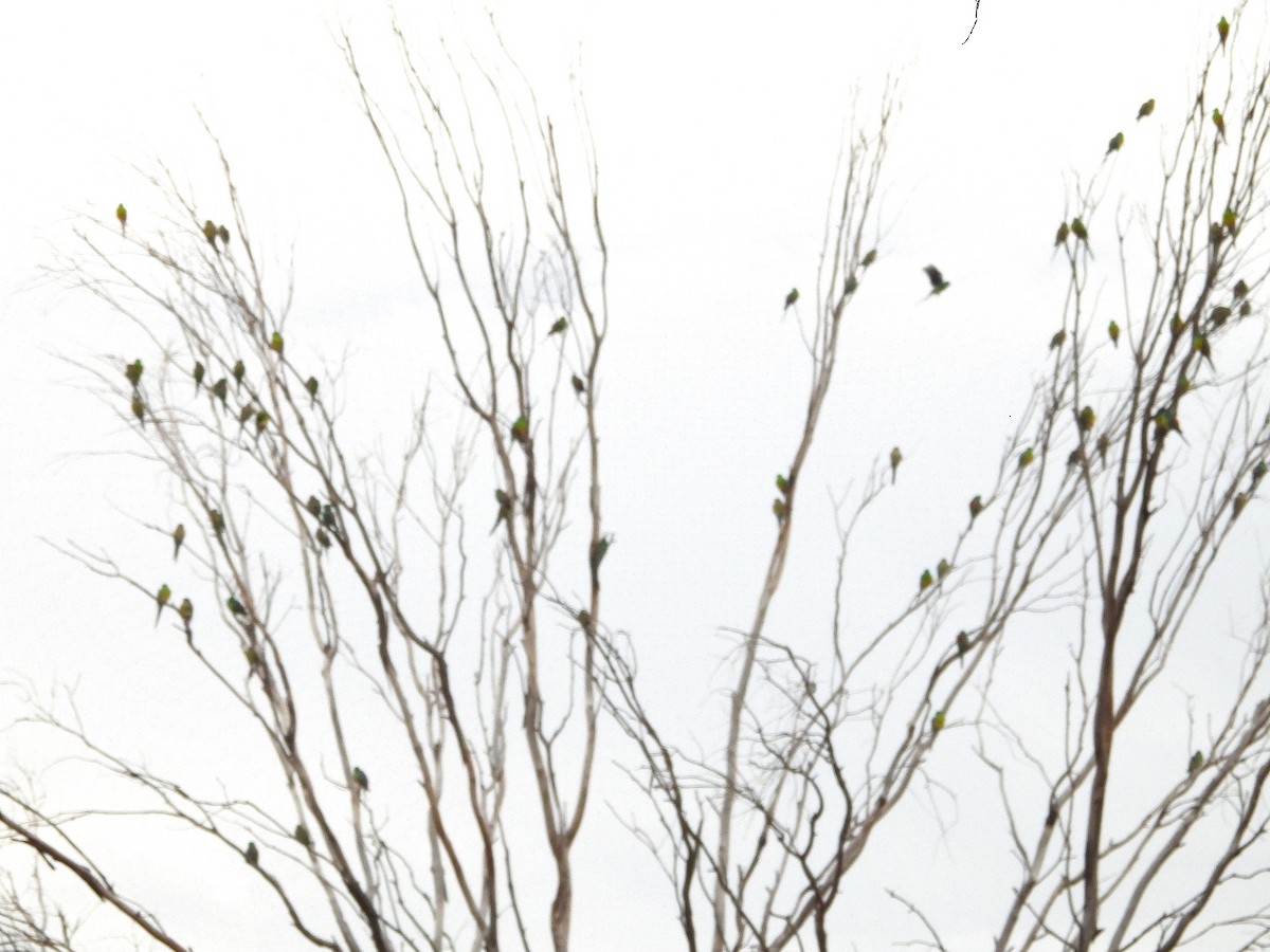 Red-rumped Parrot - ML638528700