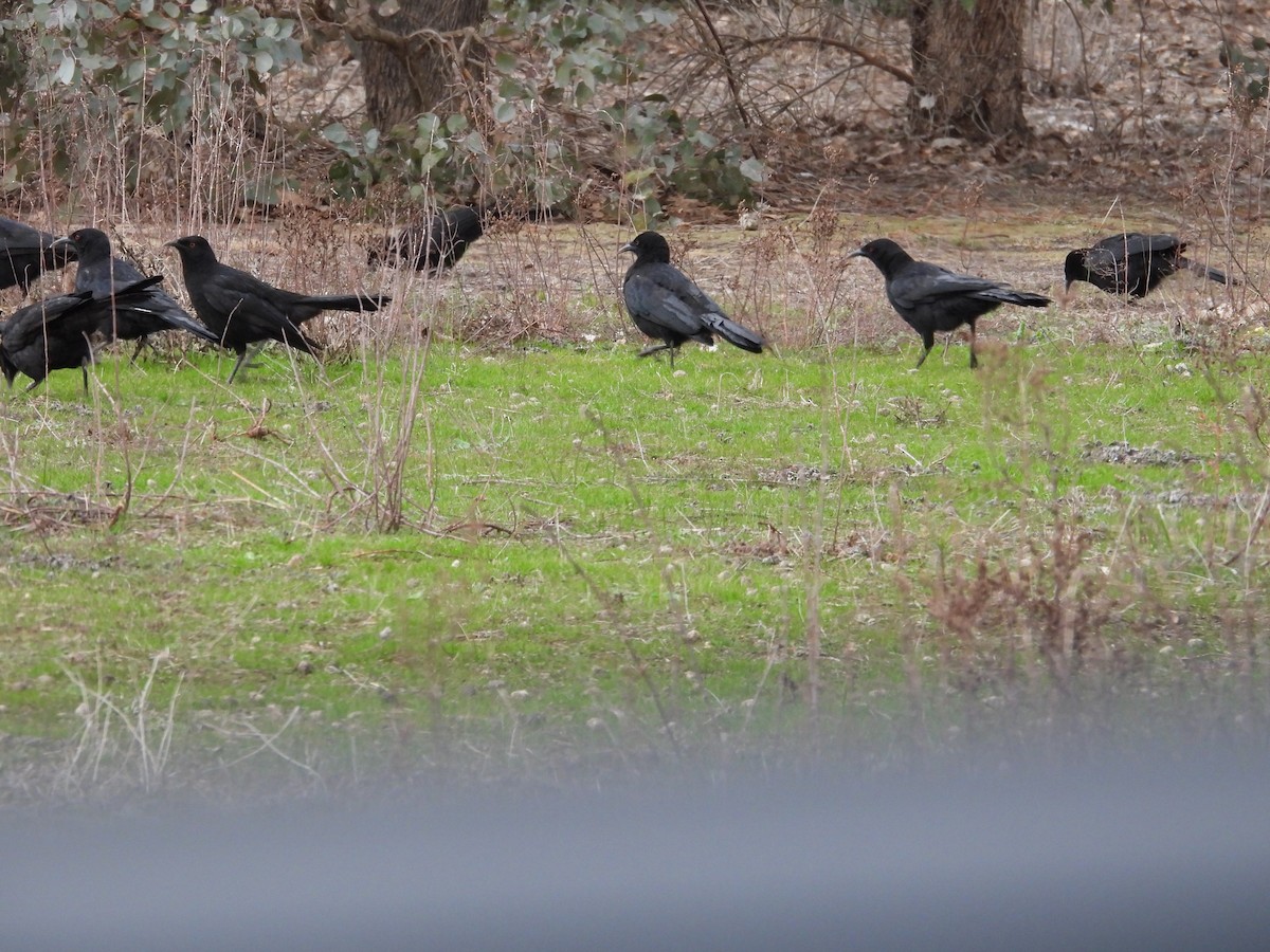 White-winged Chough - ML638528714