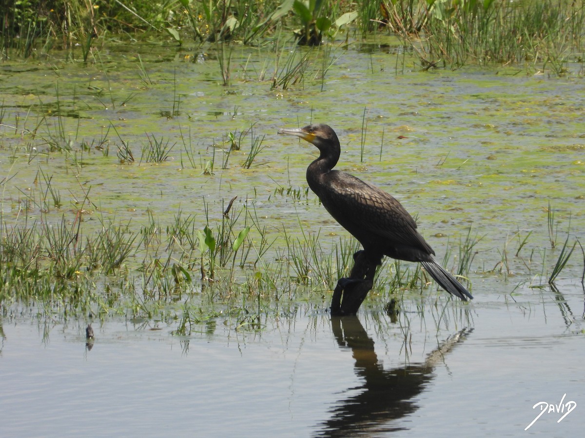 カワウ - ML638528717