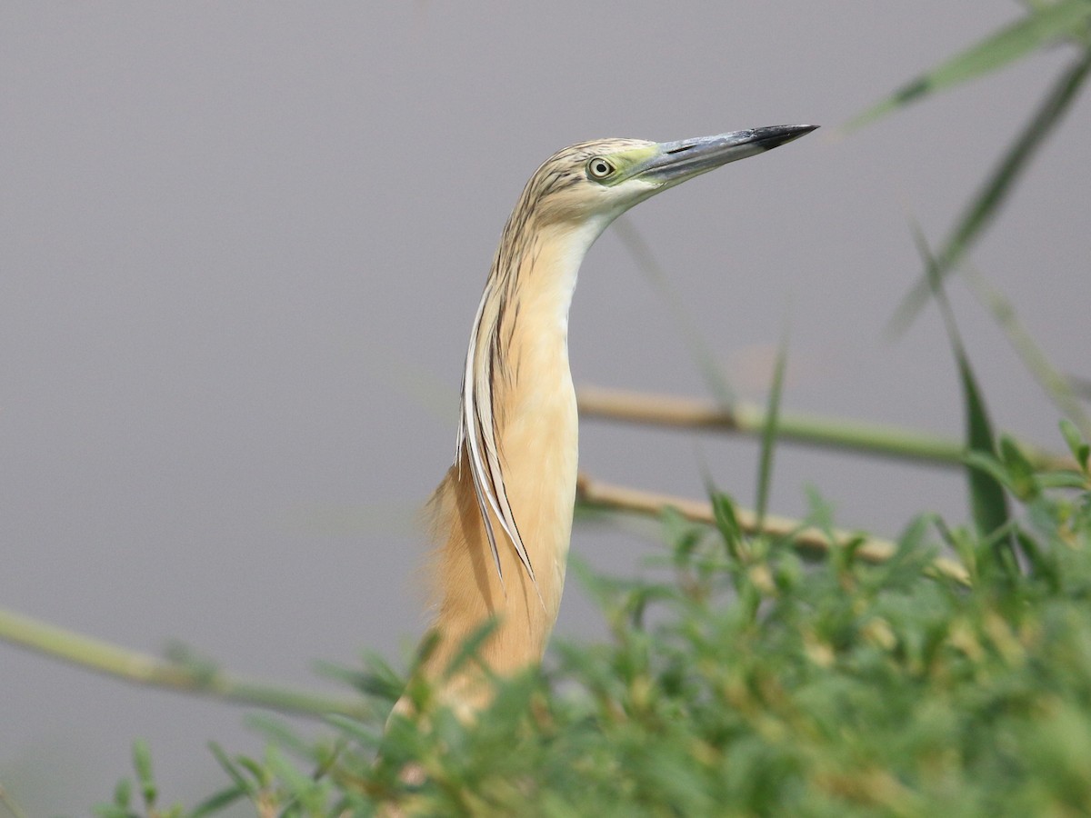Squacco Heron - ML638528754