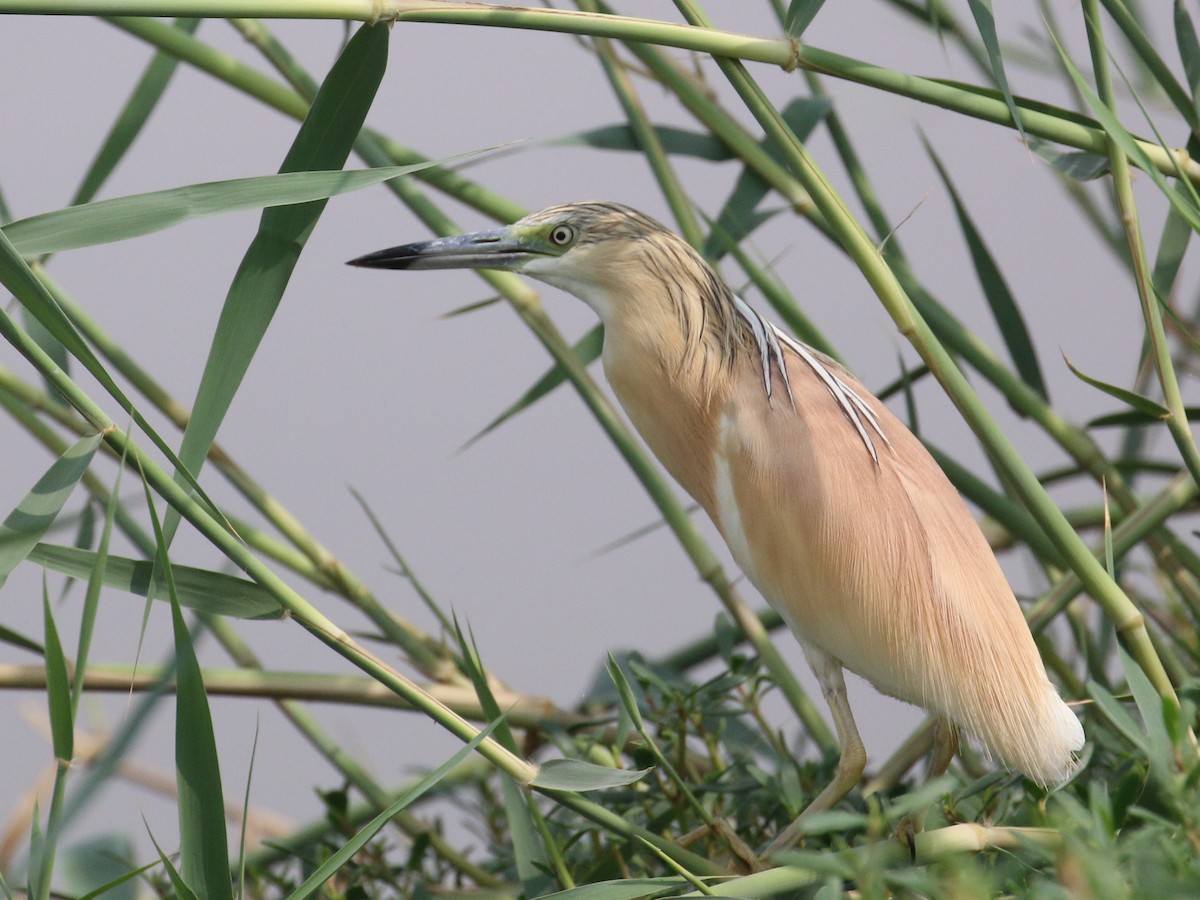 Squacco Heron - ML638528755