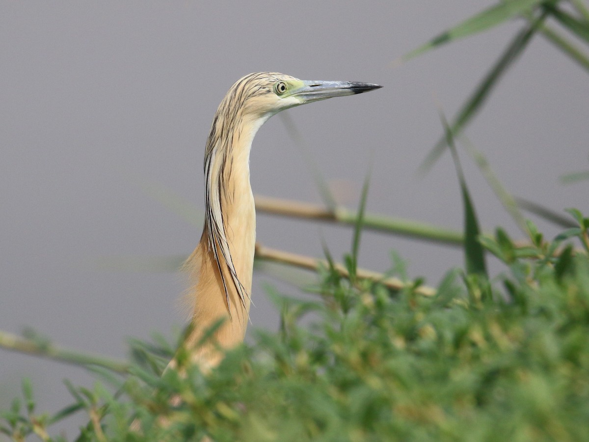 Squacco Heron - ML638528756