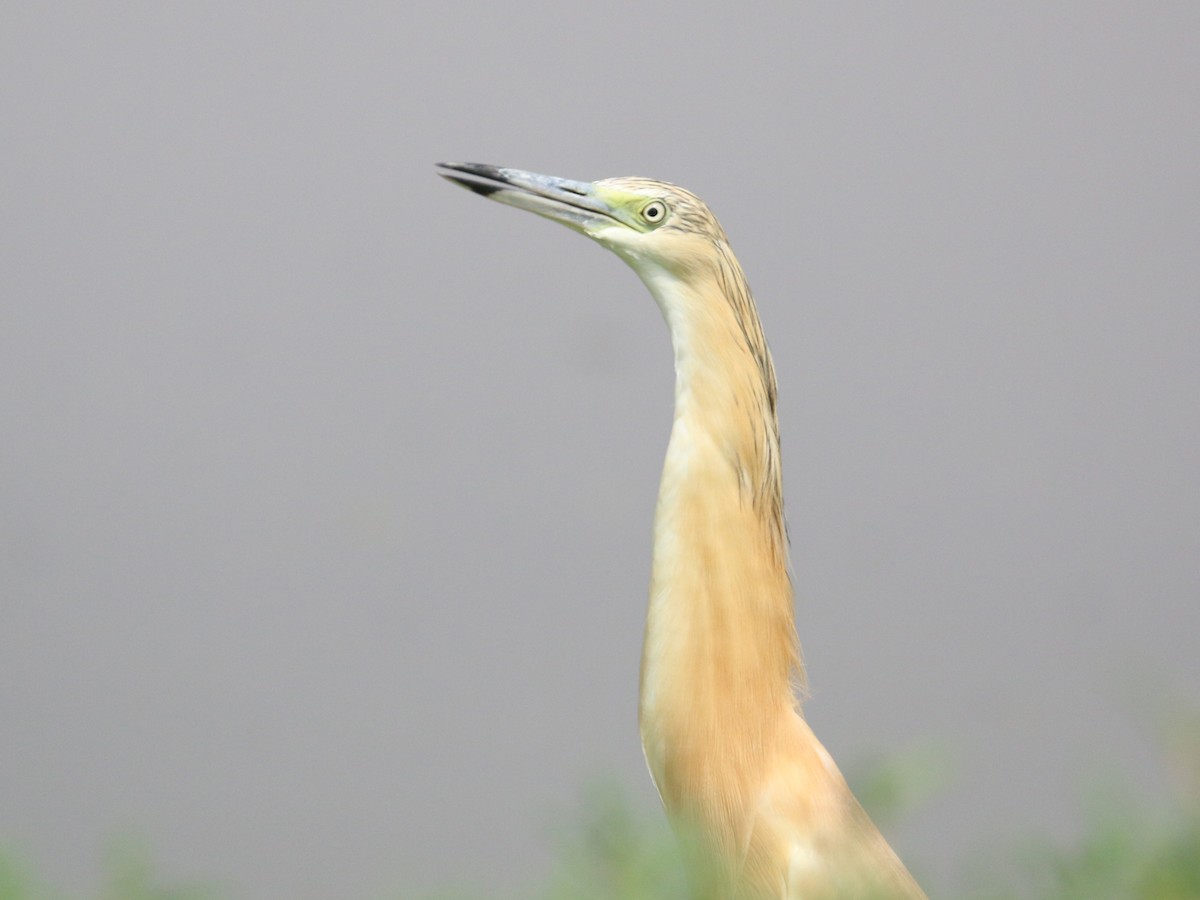 Squacco Heron - ML638528757
