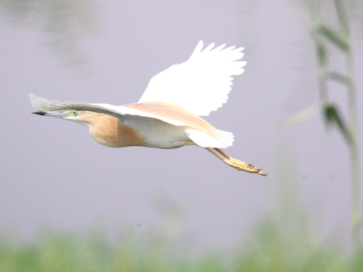 Squacco Heron - ML638528758
