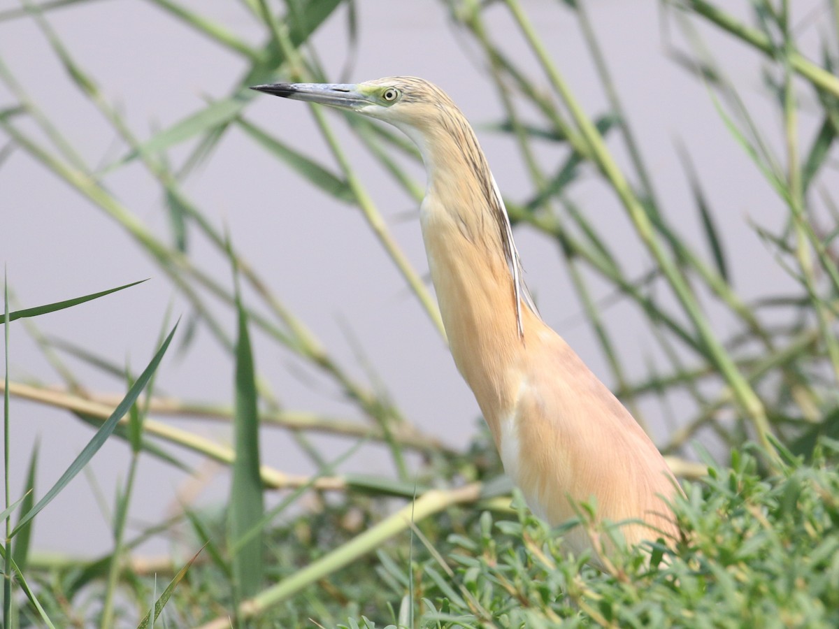 Squacco Heron - ML638528759